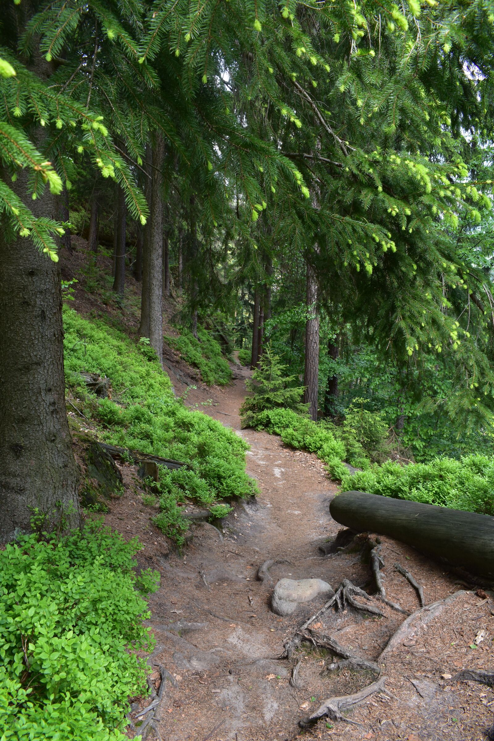 Nikon D3400 sample photo. Path, forest, nature photography