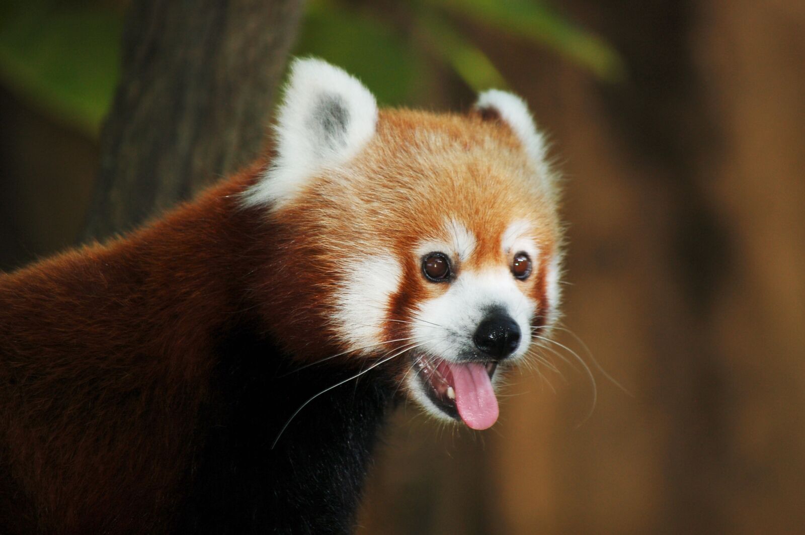 Nikon D50 sample photo. Red panda, animal, cute photography