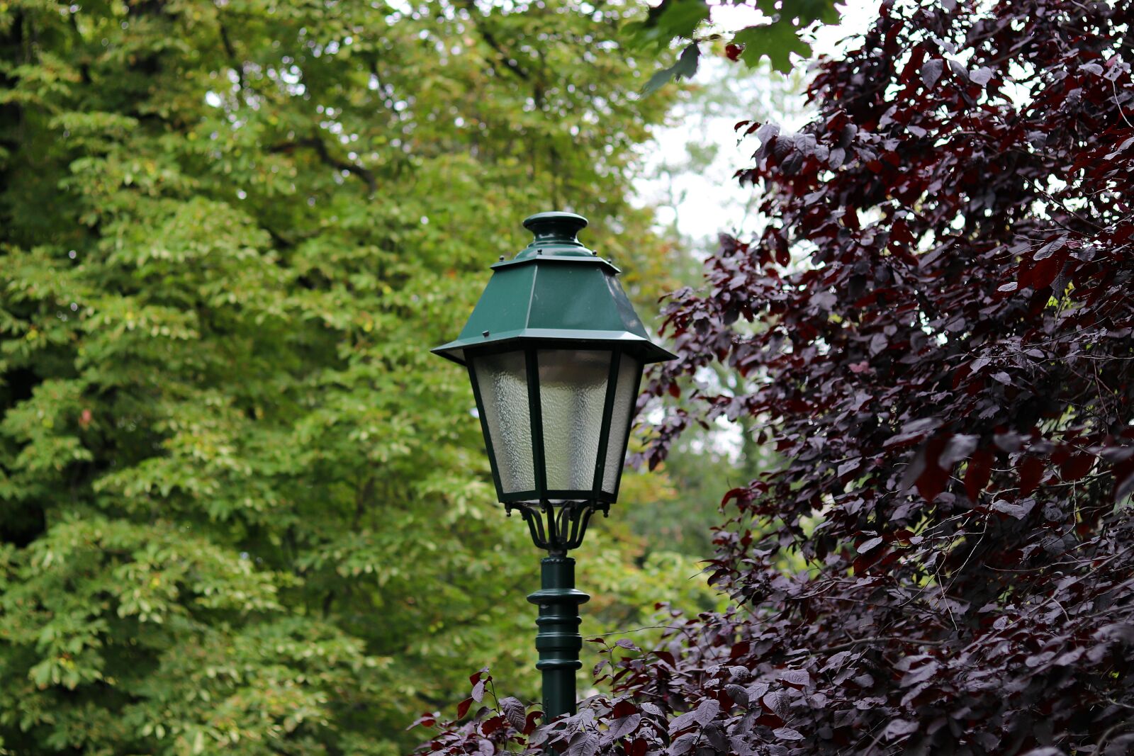Canon EOS 77D (EOS 9000D / EOS 770D) + Canon EF 50mm F1.8 STM sample photo. Lantern, park, trees photography