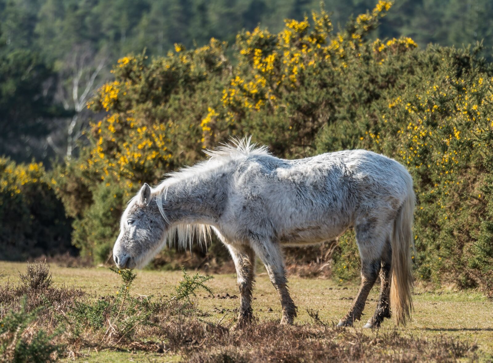 Sony FE 70-300mm F4.5-5.6 G OSS sample photo. Nature, animal, grass photography