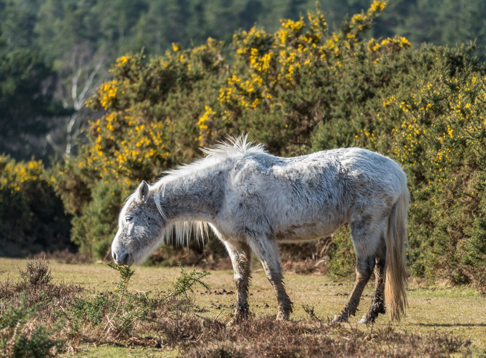 Sony a7R II + Sony FE 70-300mm F4.5-5.6 G OSS sample photo. Nature, animal, grass photography