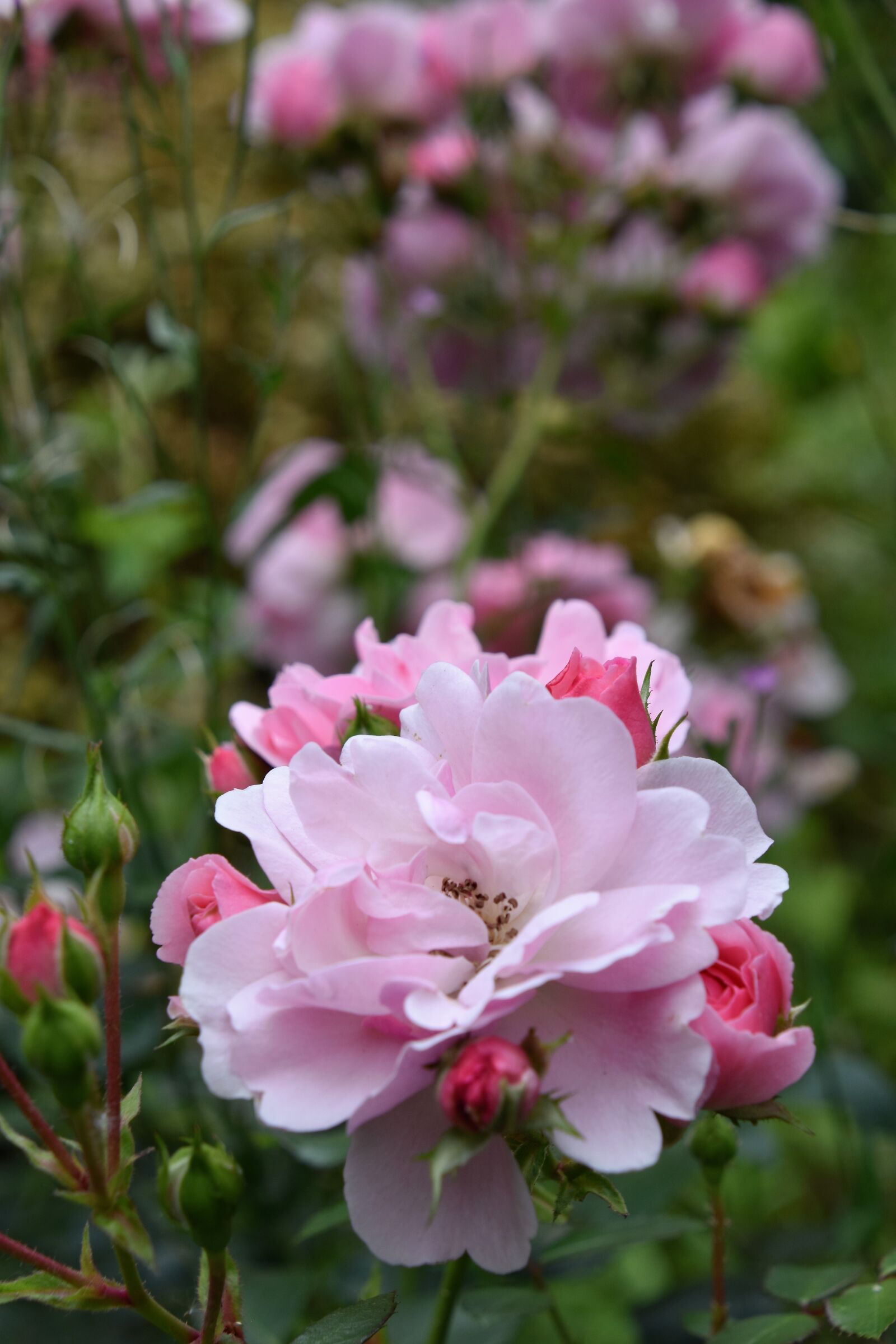 Nikon D5600 sample photo. Rosebush, pink, flower photography
