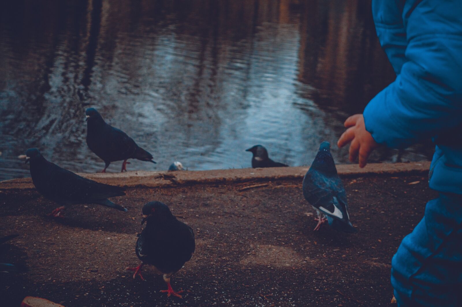 Nikon D3200 sample photo. Dove, pigeons, bird photography