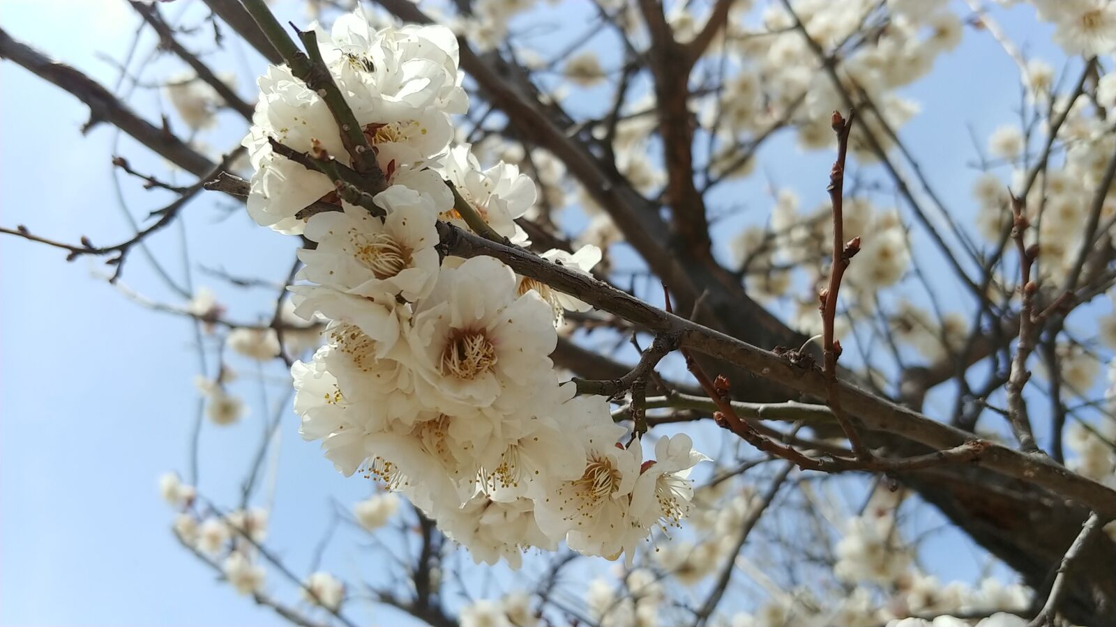 LG M-V300S sample photo. Spring, flowers, nature photography