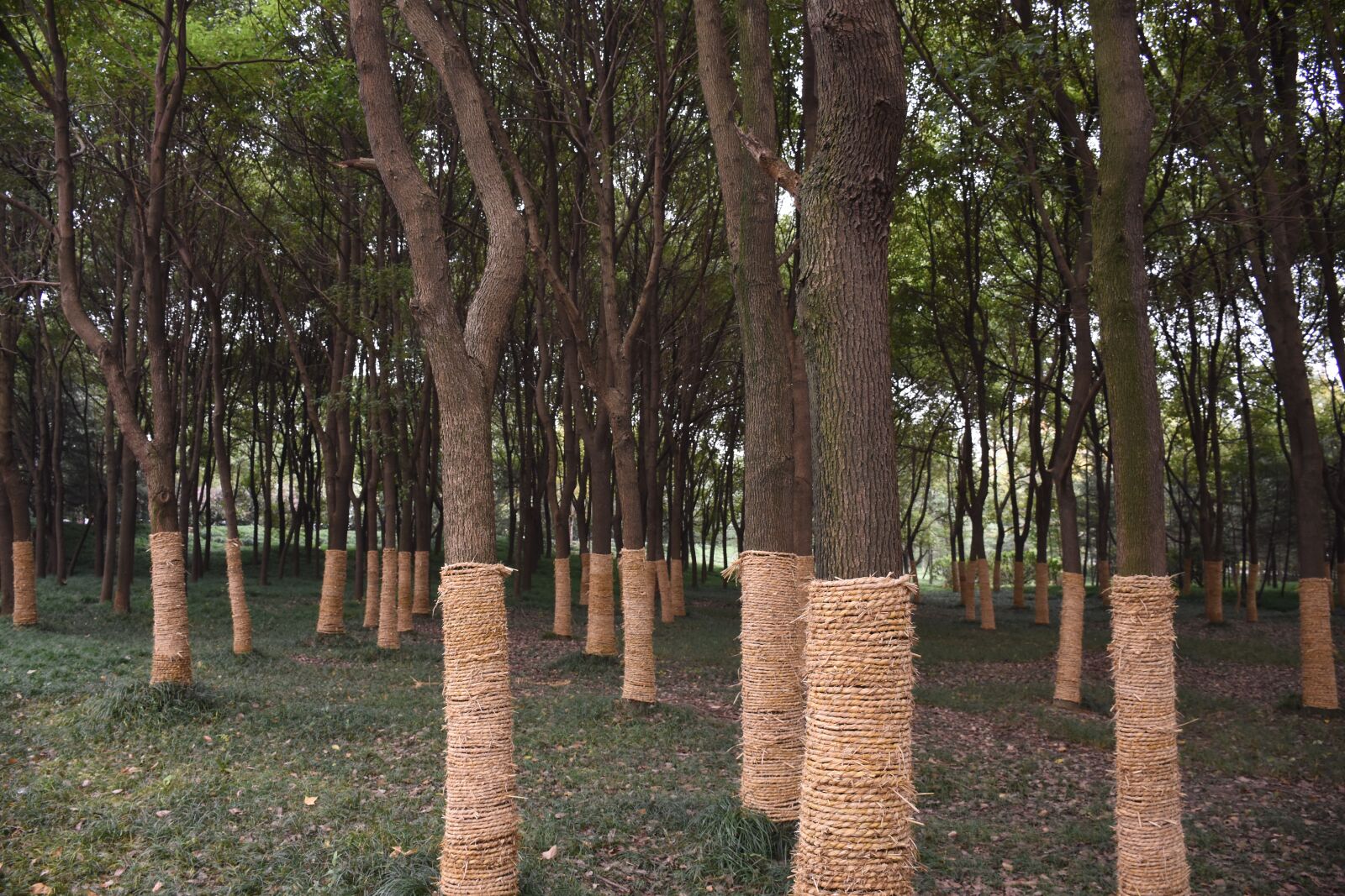 Nikon D7200 sample photo. Hefei, city, park photography
