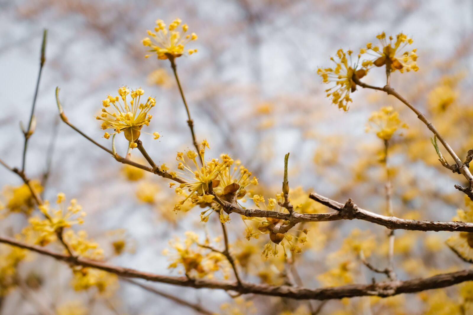 Fujifilm X100F sample photo. Flower, spring, yellow photography