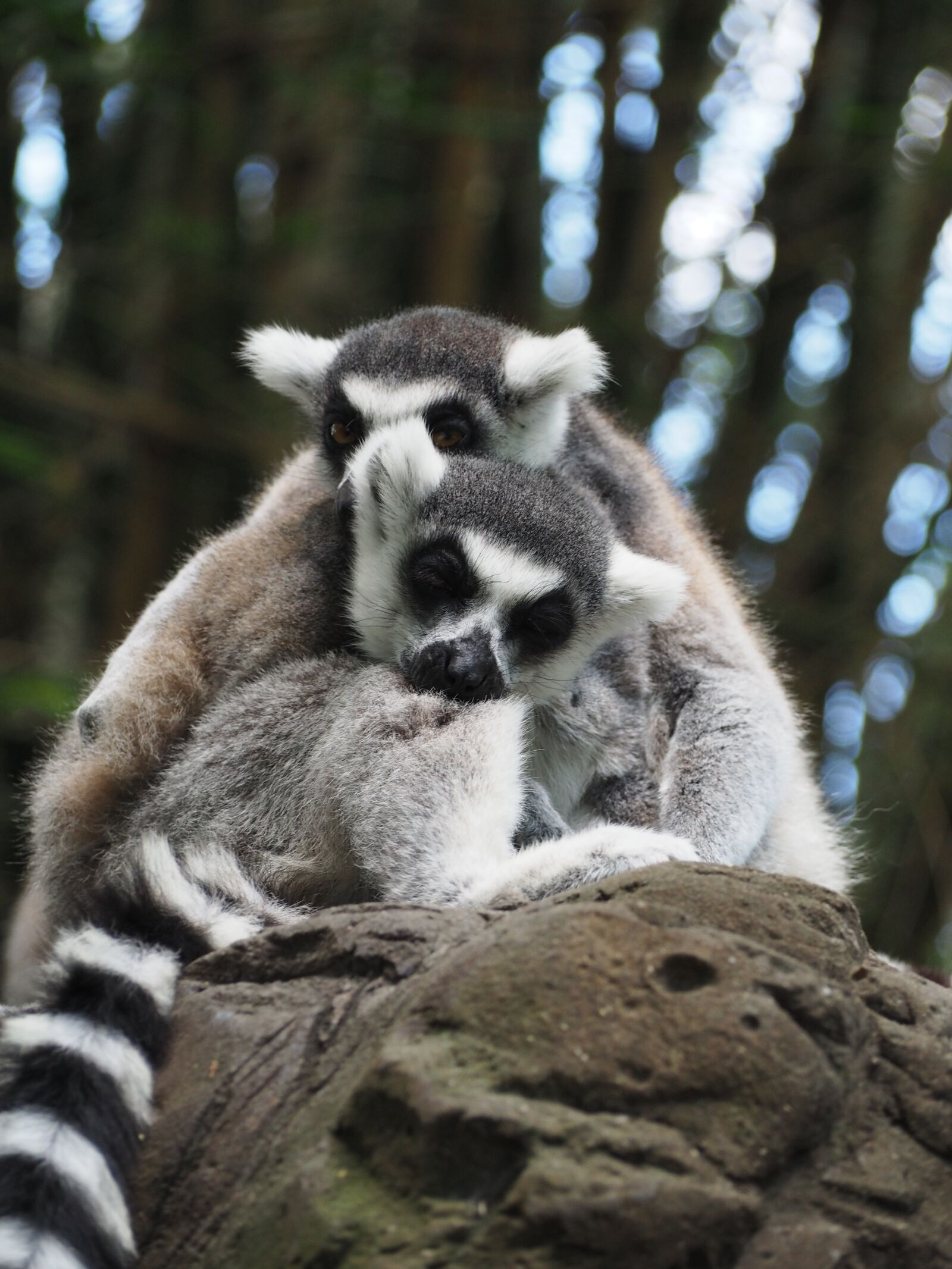 Olympus OM-D E-M10 sample photo. Lemur, stripe, grey photography