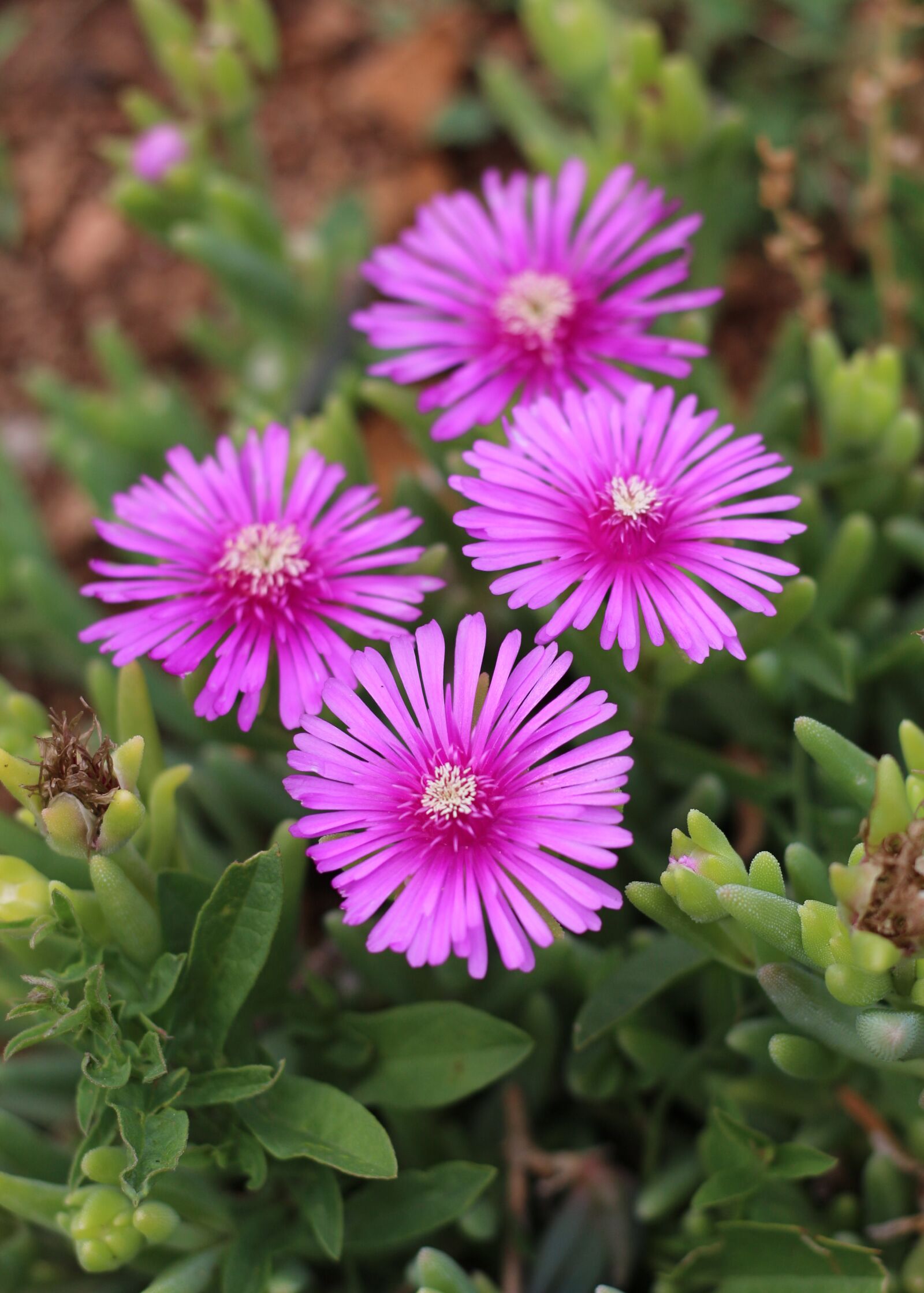 Canon EOS 700D (EOS Rebel T5i / EOS Kiss X7i) sample photo. Pink flowers, flowers, succulents photography