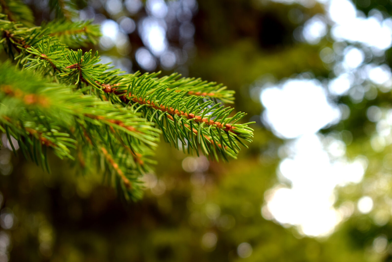 Nikon D3300 sample photo. Blur, close, up, coniferous photography