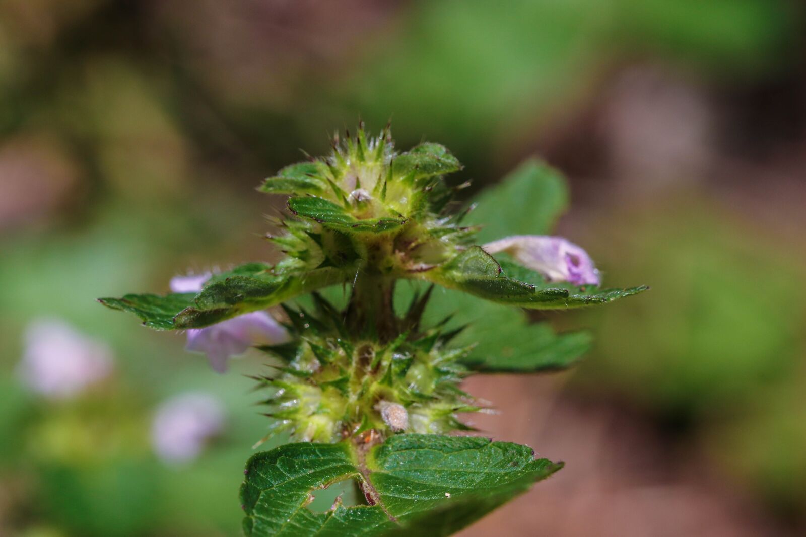 Canon EOS 7D Mark II sample photo. Wildflower, nature, macro photography