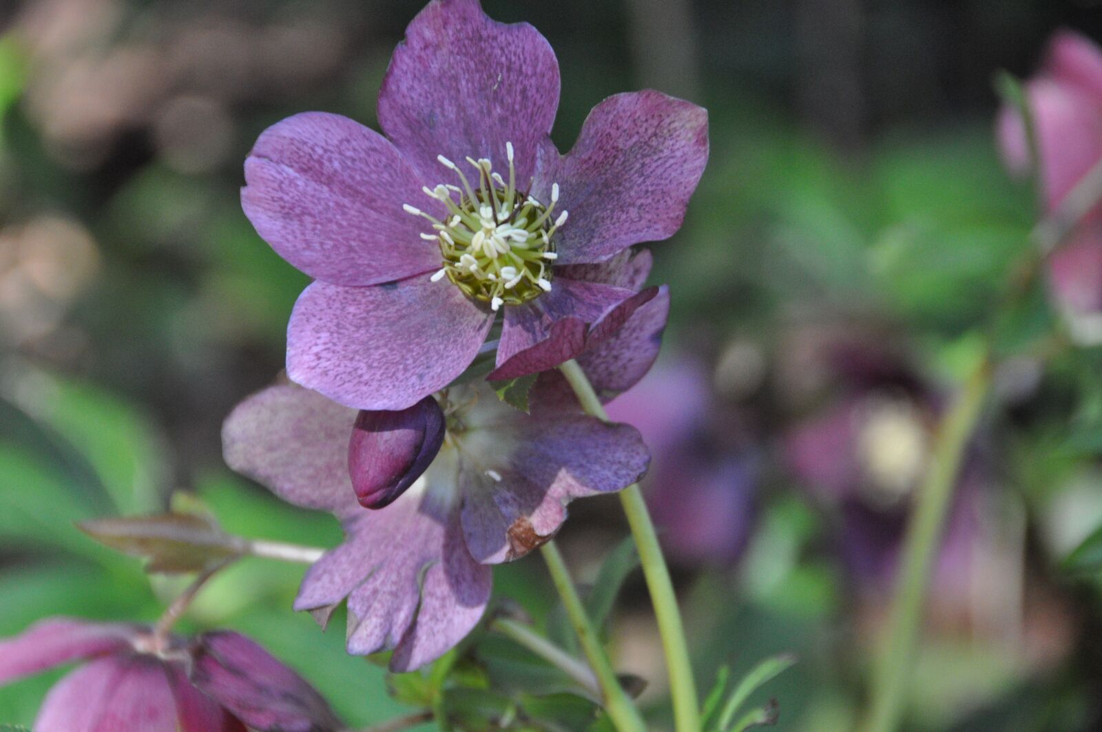 Nikon D90 sample photo. Flower, bloom, spring photography