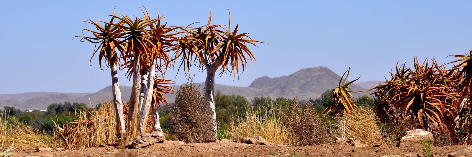 Nikon D90 sample photo. Nature, desert, dry photography