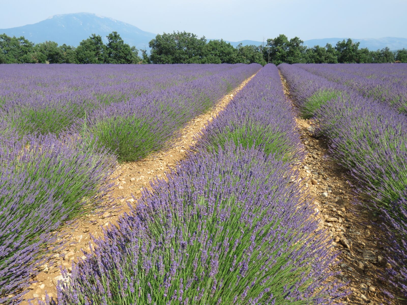 Canon PowerShot SX60 HS sample photo. Lavender, fields, provence photography