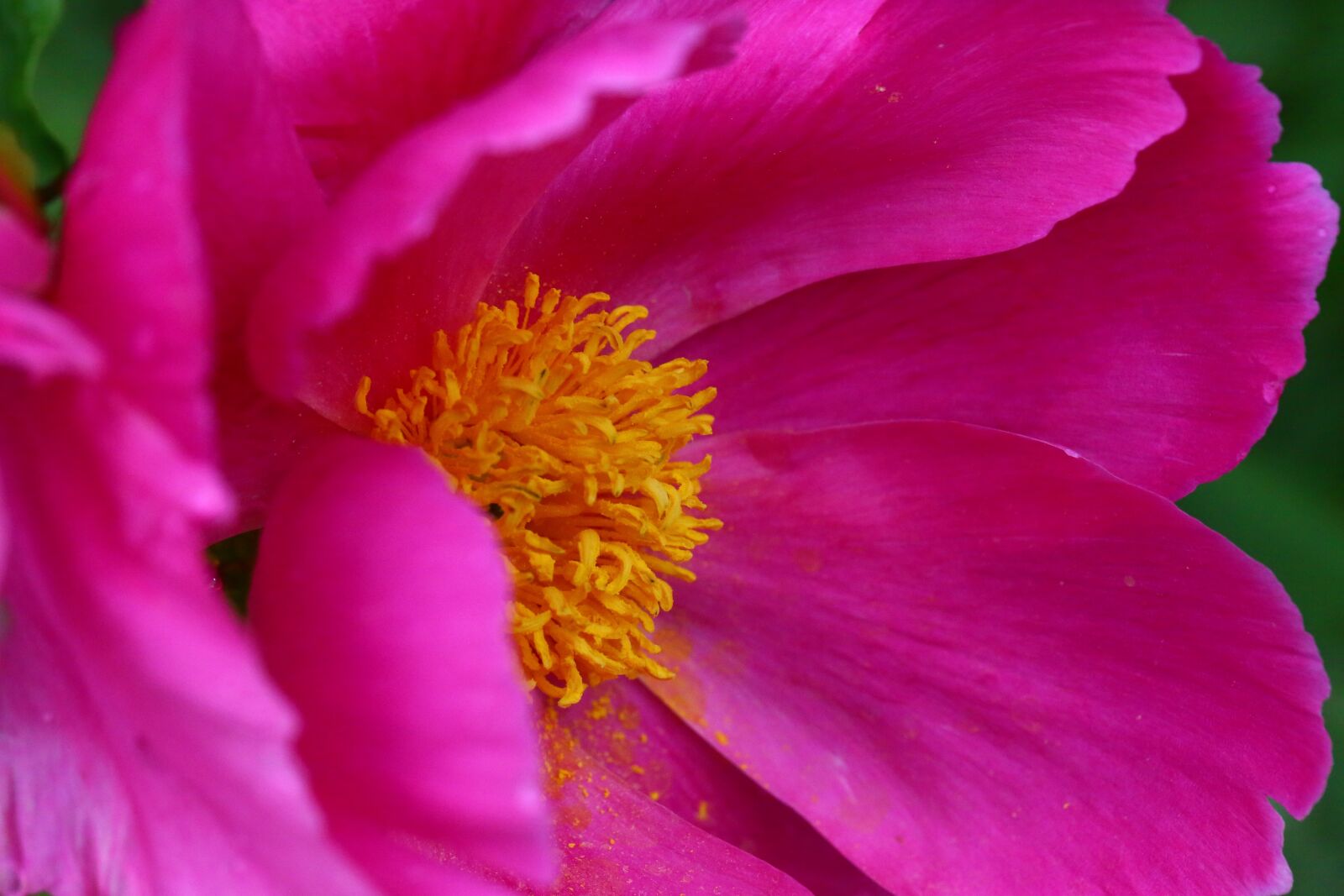 Canon EF 100mm F2.8L Macro IS USM sample photo. Peony, pink, yellow photography