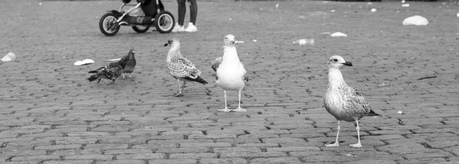 Canon EOS 80D sample photo. Gulls, birds, pigeons photography