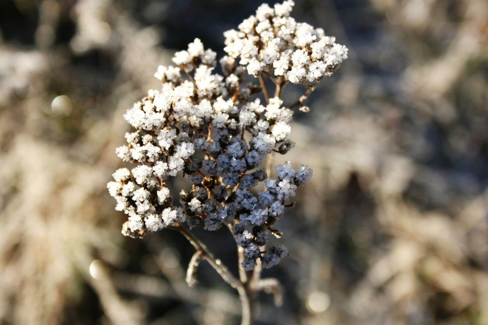 Canon EOS 400D (EOS Digital Rebel XTi / EOS Kiss Digital X) sample photo. Ice, frost, flower photography