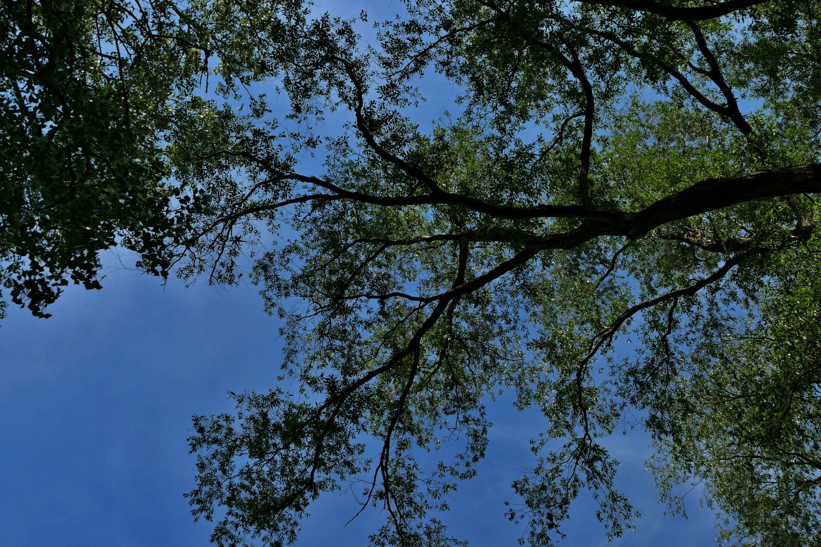 Panasonic Lumix DMC-FZ1000 sample photo. Forest, trees, branches photography