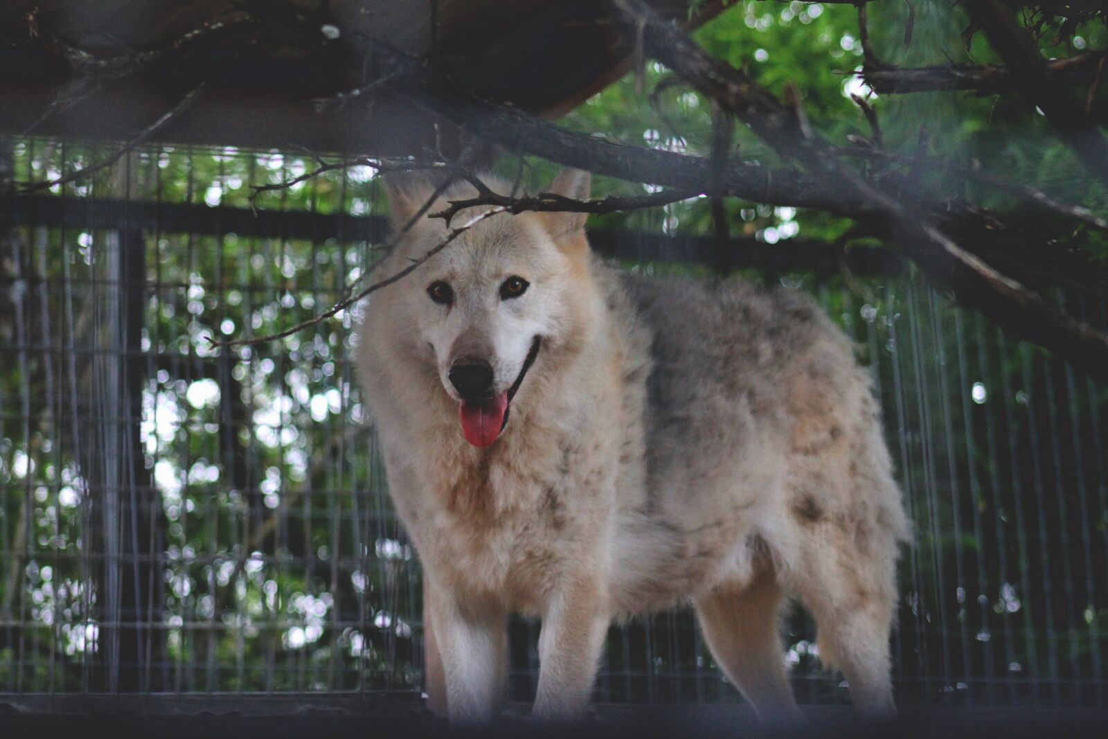 Canon EOS 1100D (EOS Rebel T3 / EOS Kiss X50) + Canon EF 75-300mm f/4-5.6 sample photo. Dog, dogs, wolf, wolves photography