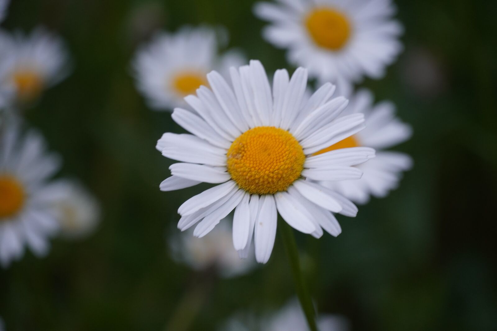 Sony a6400 sample photo. Daisy, flower, natura photography