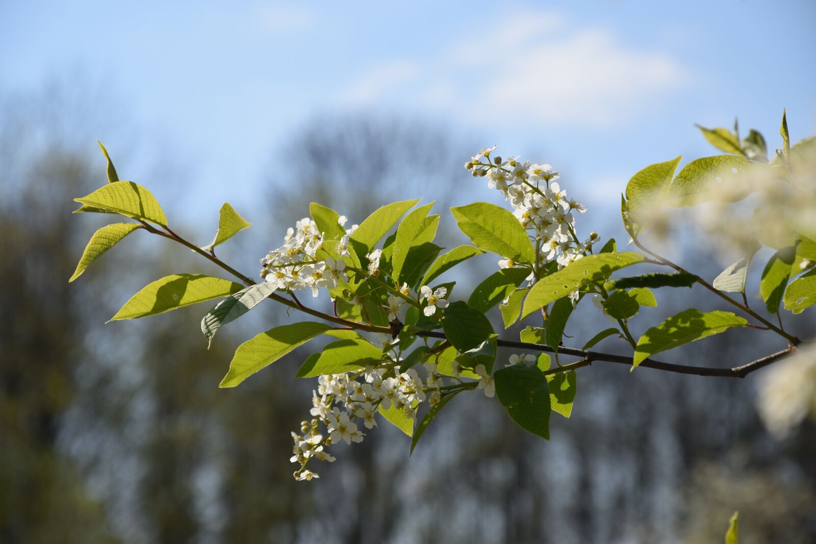 Nikon D5300 sample photo. Flower, nature, spring photography
