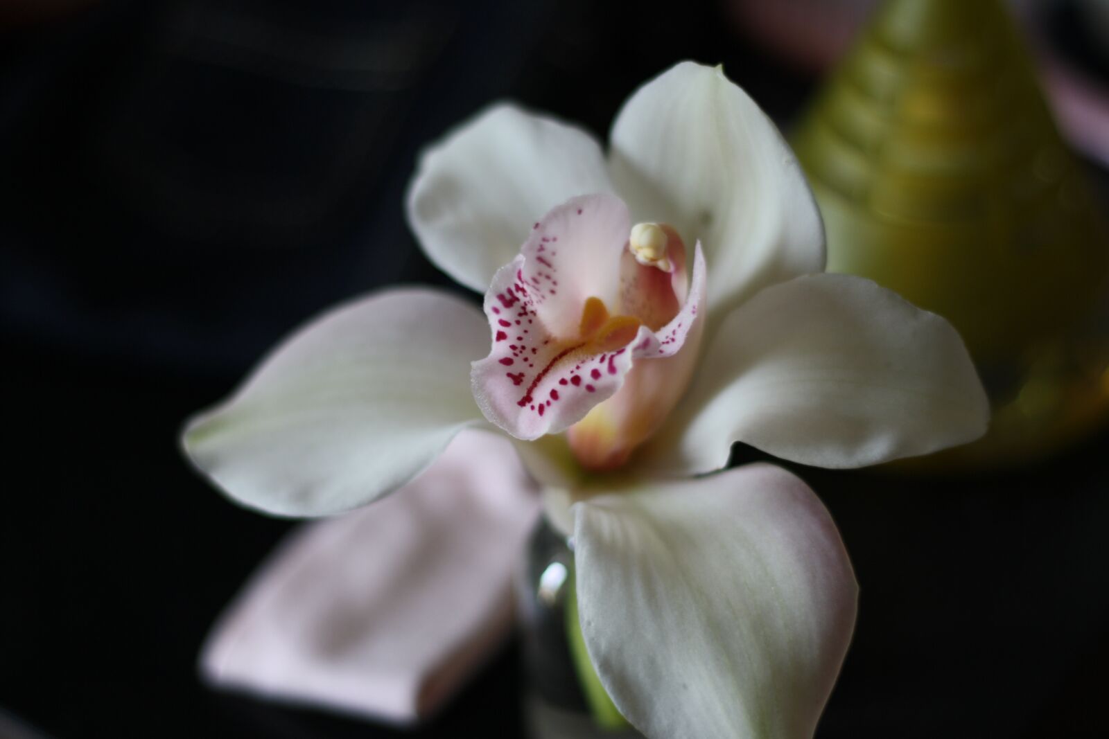 Canon EOS 1000D (EOS Digital Rebel XS / EOS Kiss F) sample photo. Flower, orchid, flowers photography
