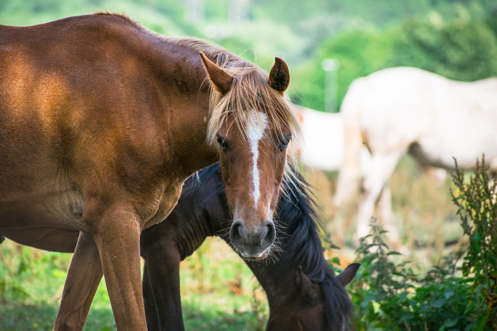 Nikon D3300 sample photo. Animal, beautiful, breed photography