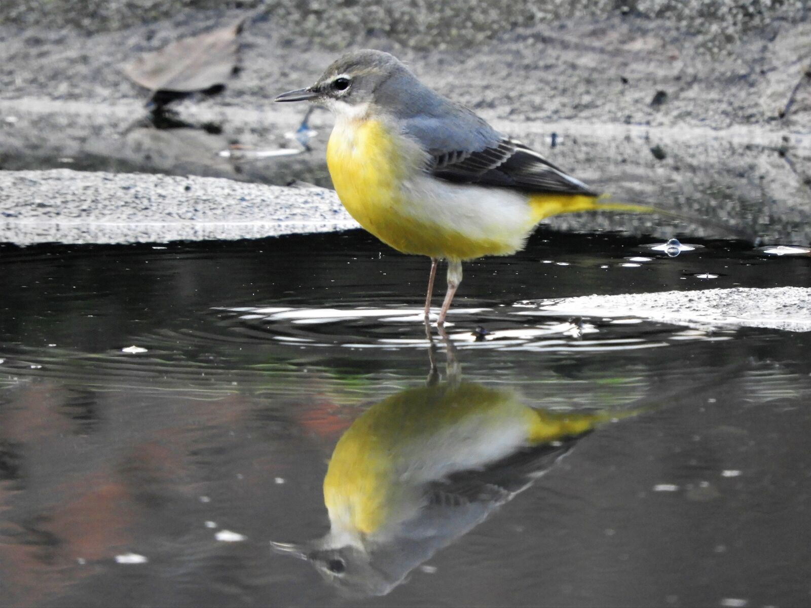 Nikon Coolpix B700 sample photo. Birds, outdoor, nature photography