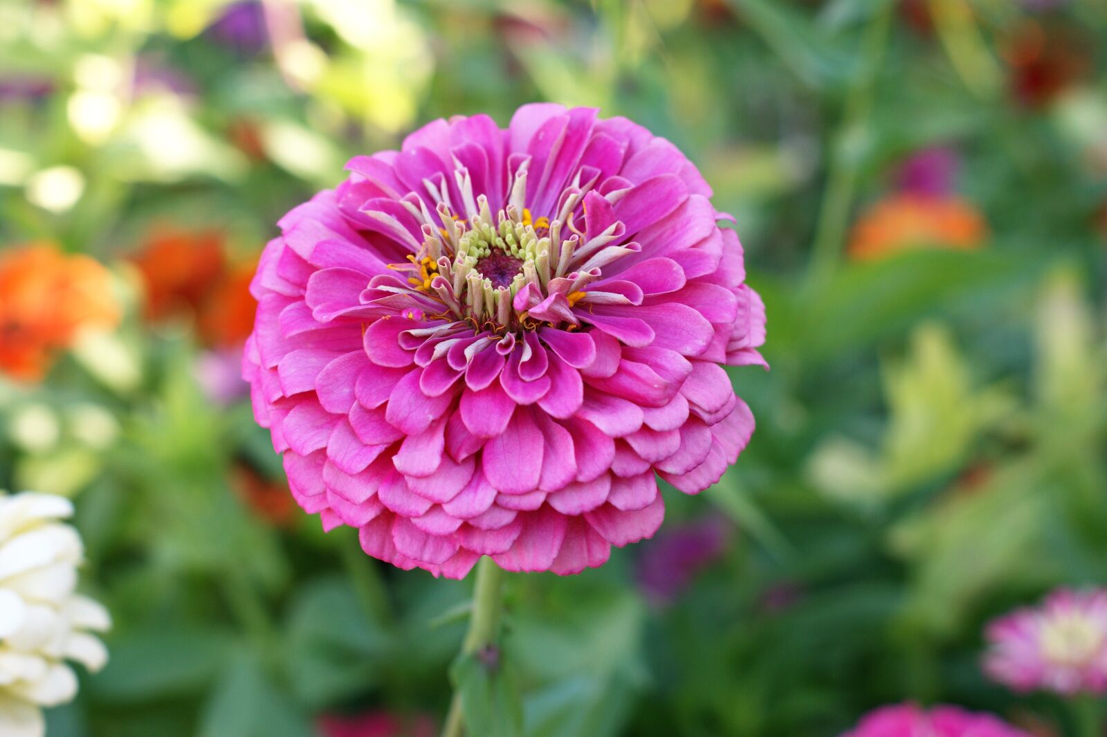 Sony Alpha DSLR-A390 sample photo. Flower, garden, bloom photography