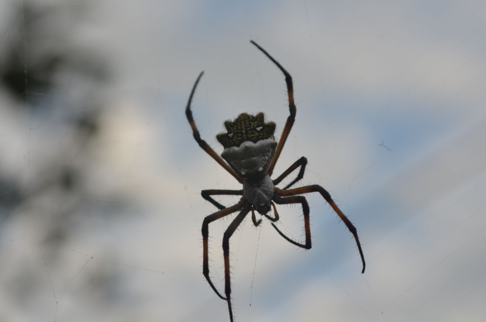 Nikon D5100 sample photo. Spider, garden, nature photography
