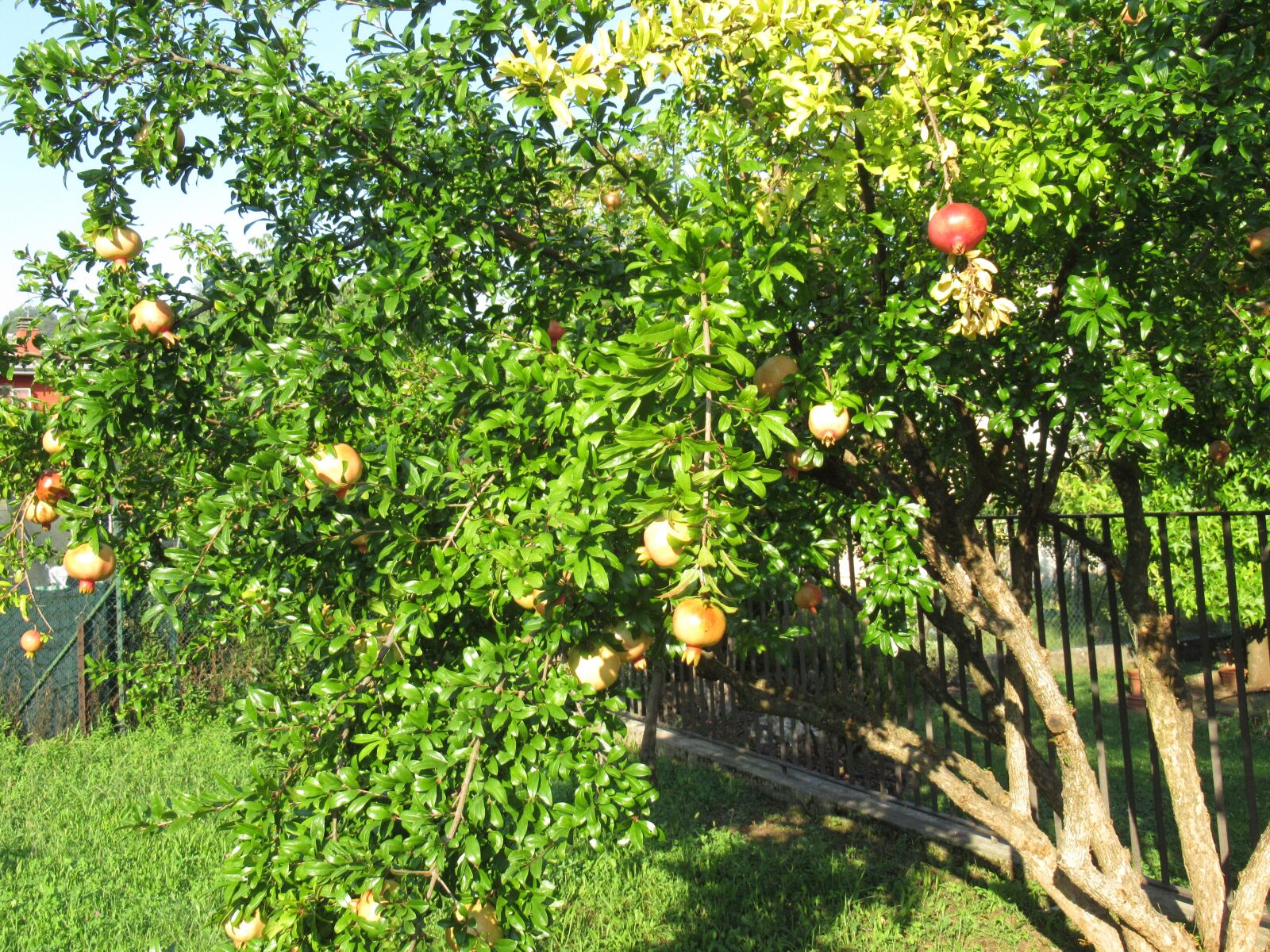Canon PowerShot SX620 HS sample photo. Tree, pomegranate, fruit photography