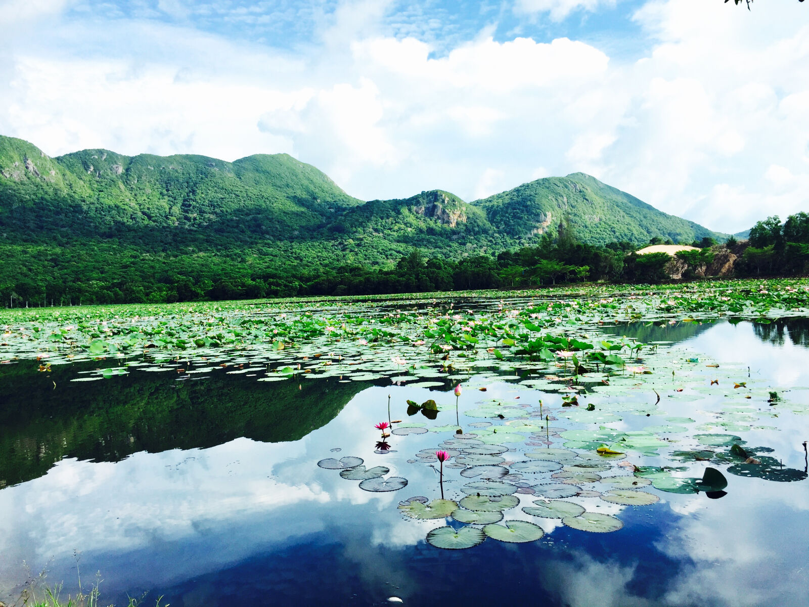 iPhone 6 Plus back camera 4.15mm f/2.2 sample photo. Lotus, lake photography