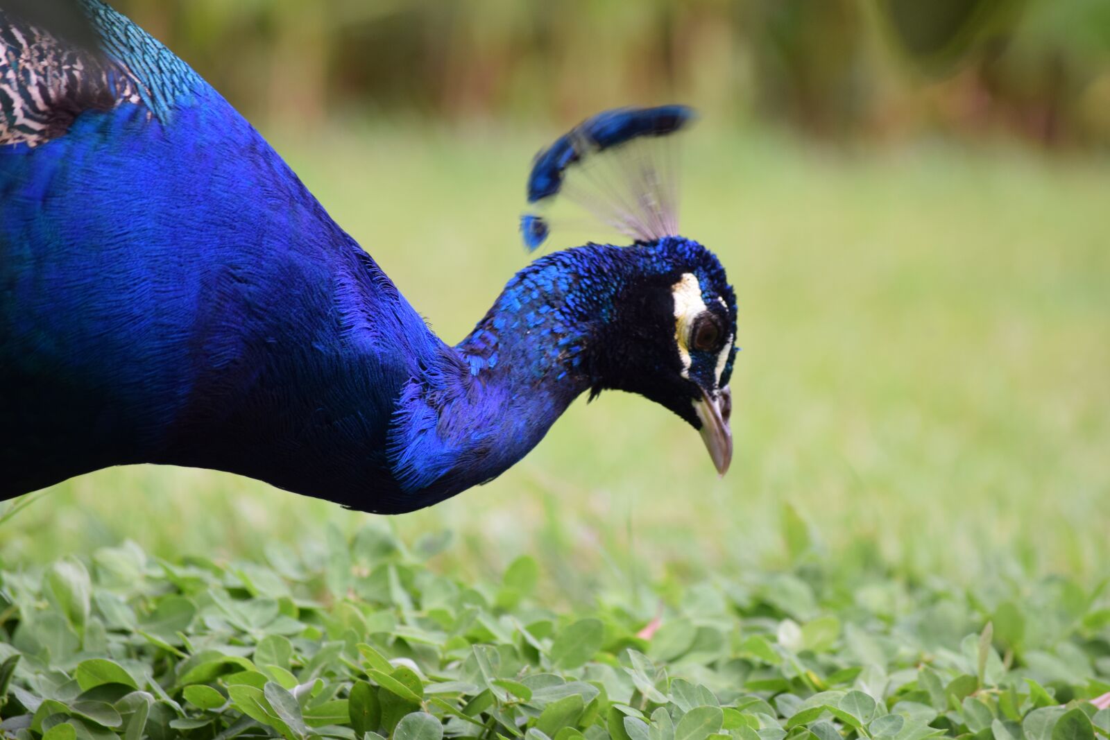 Nikon D3300 sample photo. Peacock, guatemala, blue photography