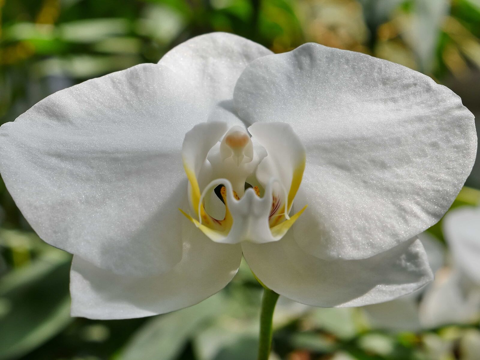 Nikon D5500 sample photo. Detail, orchid, pistil, white photography