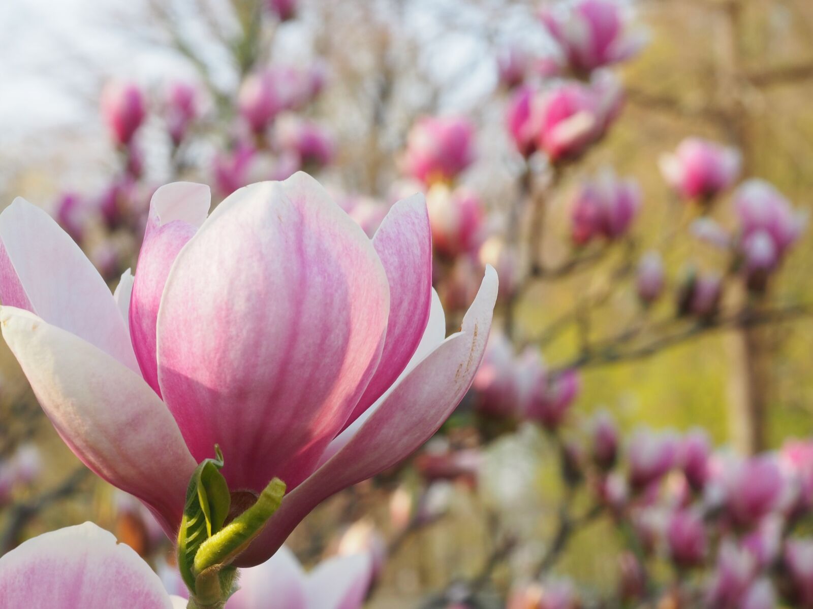 Olympus OM-D E-M10 III sample photo. Magnolia, spring, pink photography