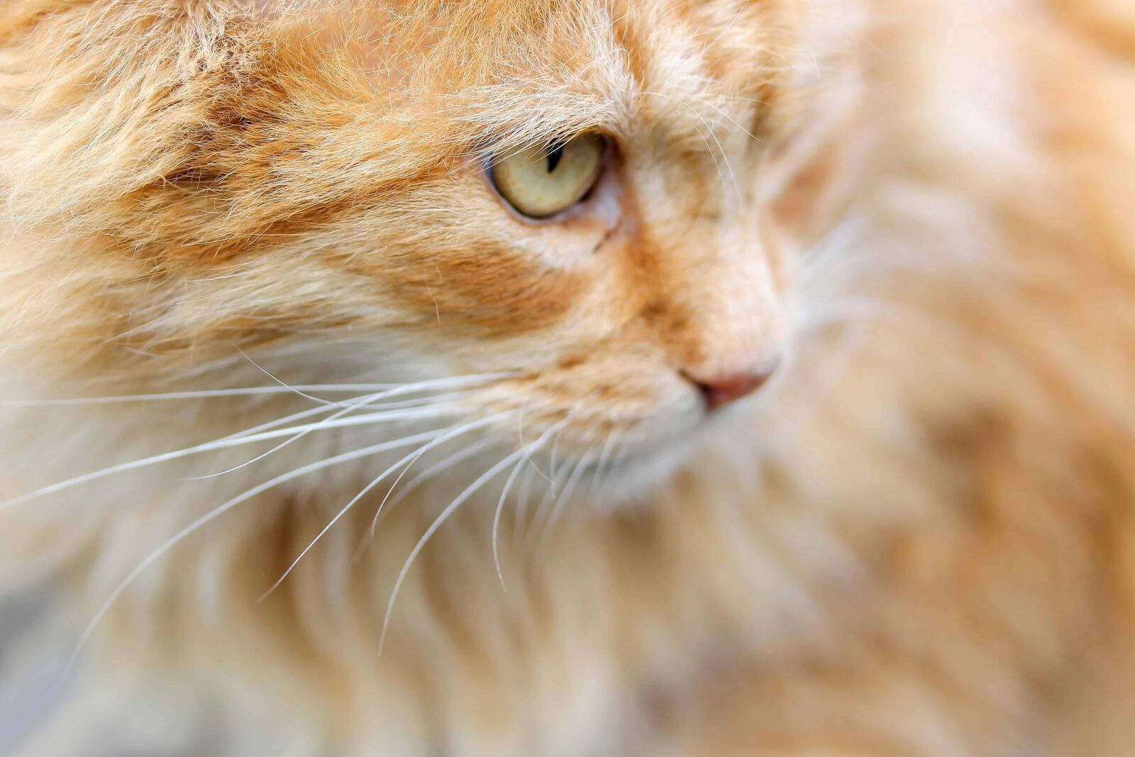 Canon EOS 1100D (EOS Rebel T3 / EOS Kiss X50) sample photo. Portrait, eye, fur, animal photography