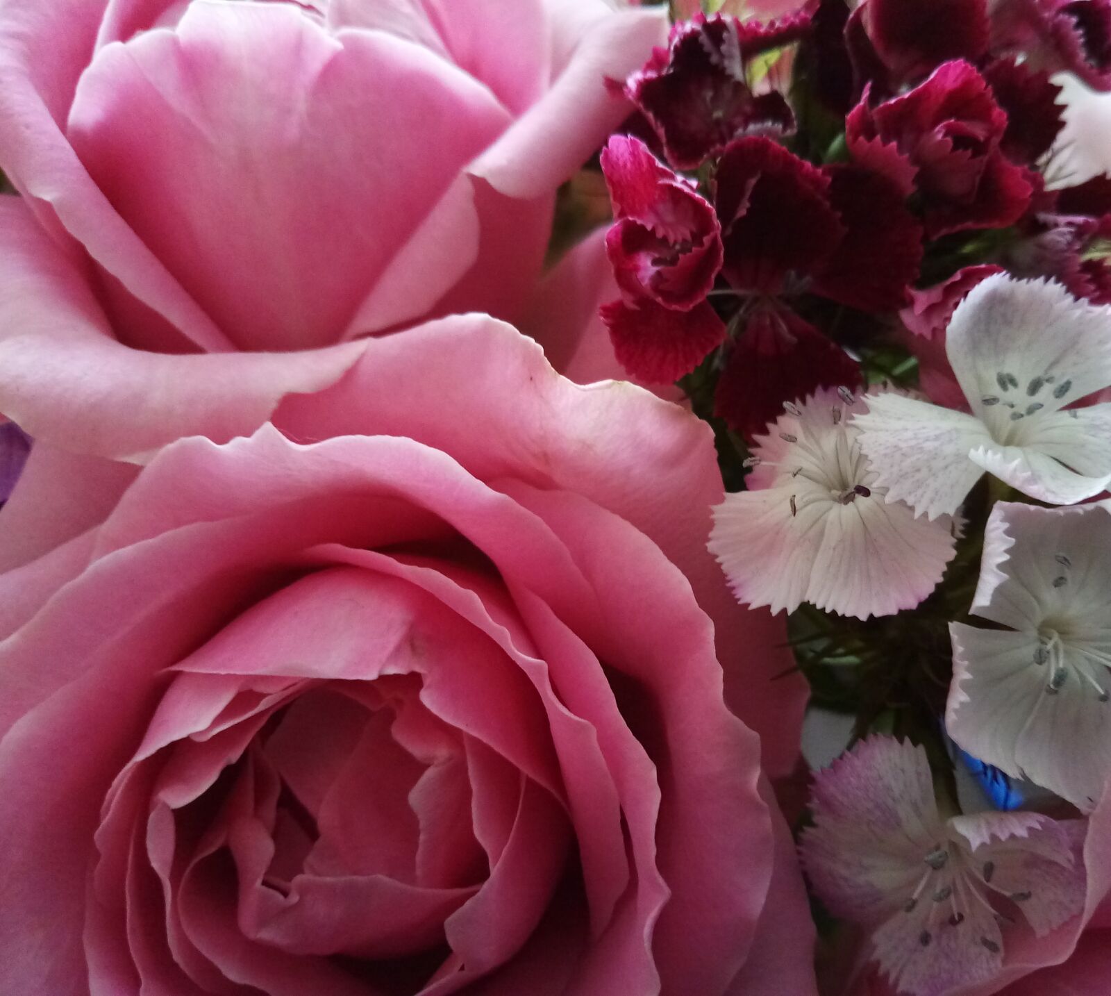 Meizu M6 sample photo. Flowers, roses, bart cloves photography