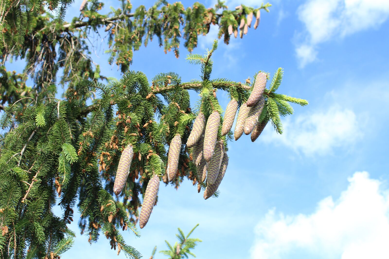 Canon EOS 1300D (EOS Rebel T6 / EOS Kiss X80) sample photo. Spruce, fir cones, sky photography