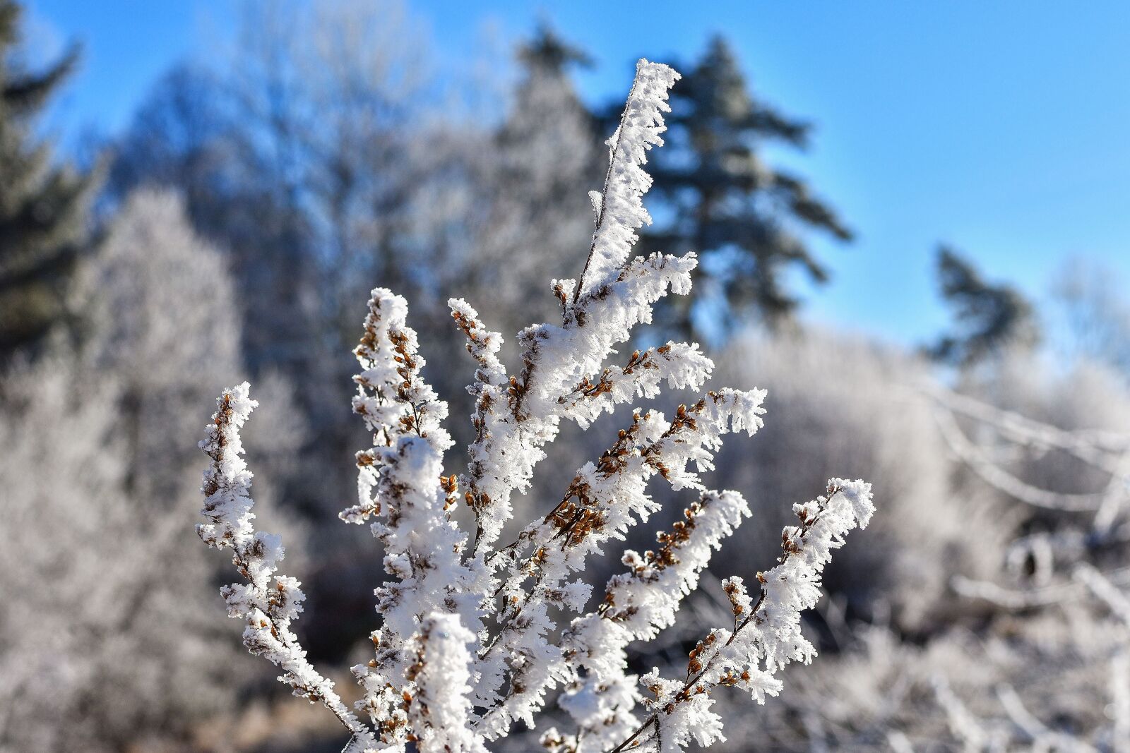 Nikon D7200 sample photo. Hoarfrost, winter, crystal photography