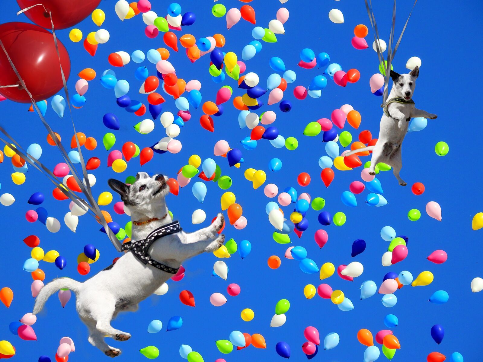 Nikon Coolpix P900 sample photo. Spassfototo, dog, balloons photography