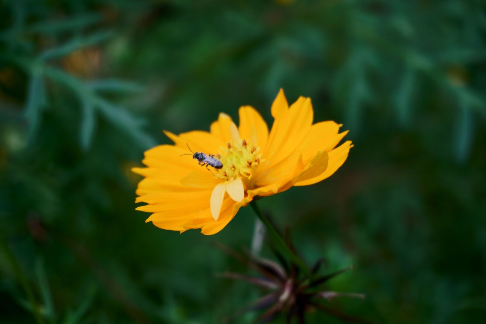 Sony a6000 sample photo. Yellow cosmos, insect, bee photography