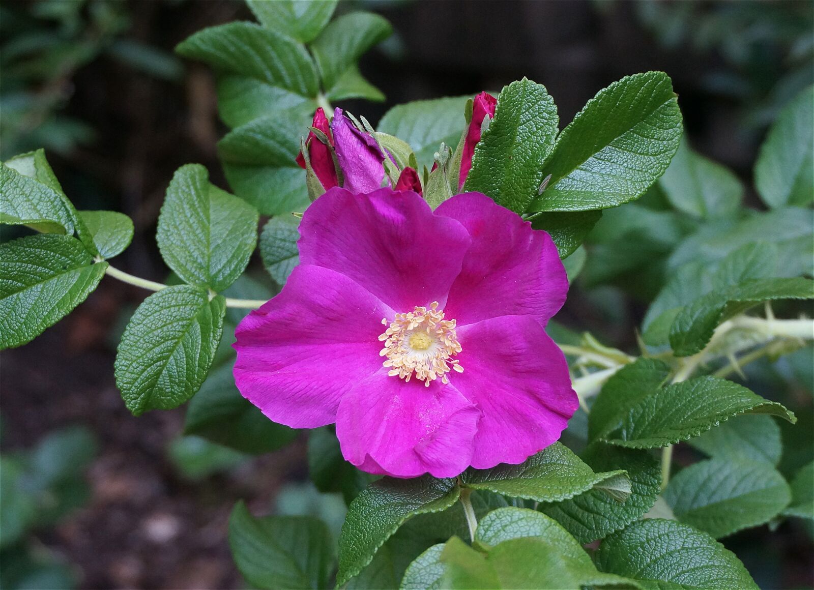 Sony Alpha NEX-5T sample photo. Rose, rugosa rose with photography