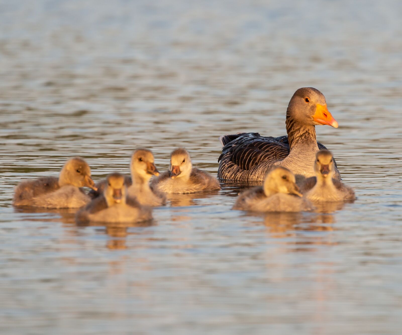 Canon EOS 5D Mark III sample photo. Greylag goose, graylag chick photography