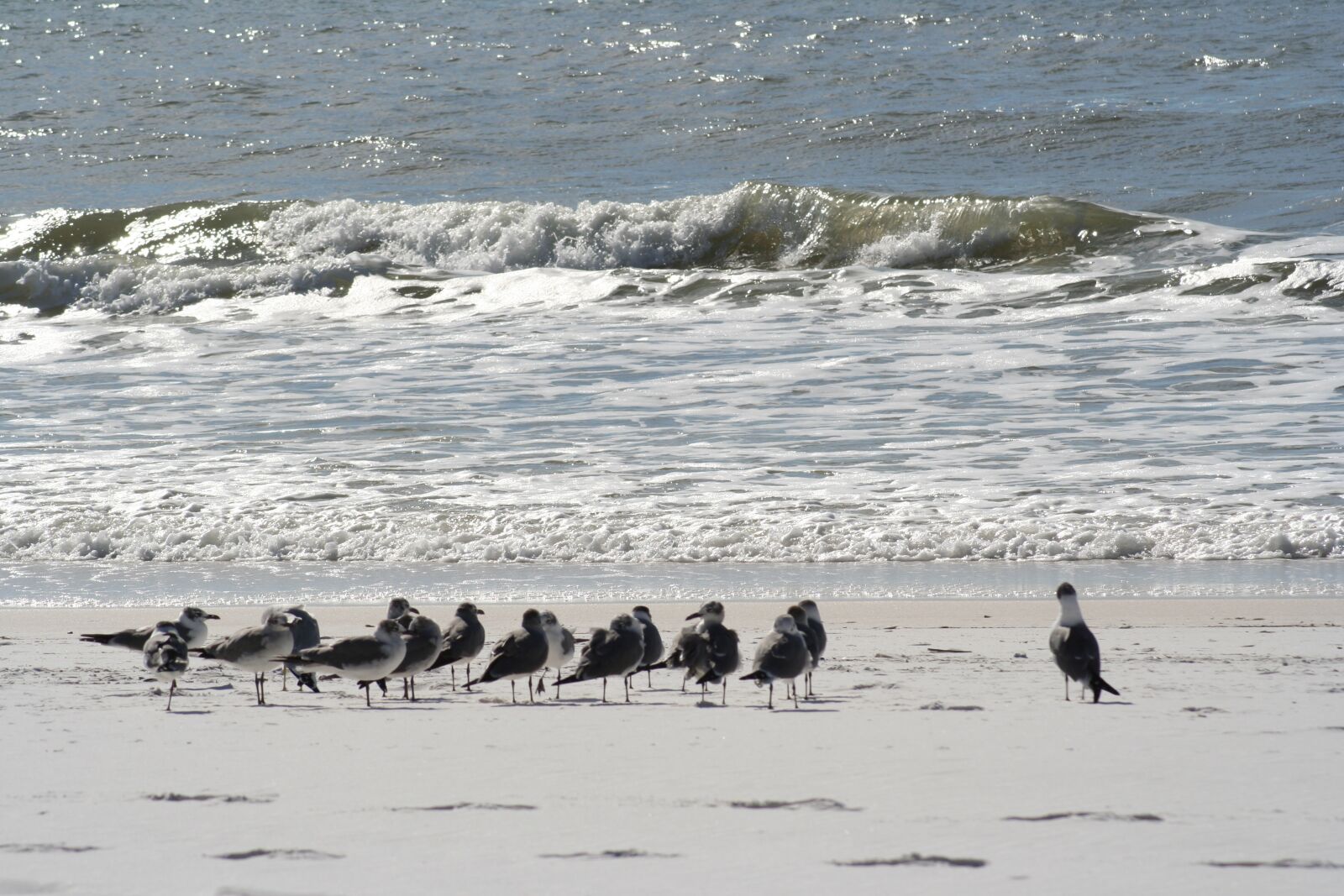 Canon EOS 350D (EOS Digital Rebel XT / EOS Kiss Digital N) sample photo. Beach, sand, gulf photography