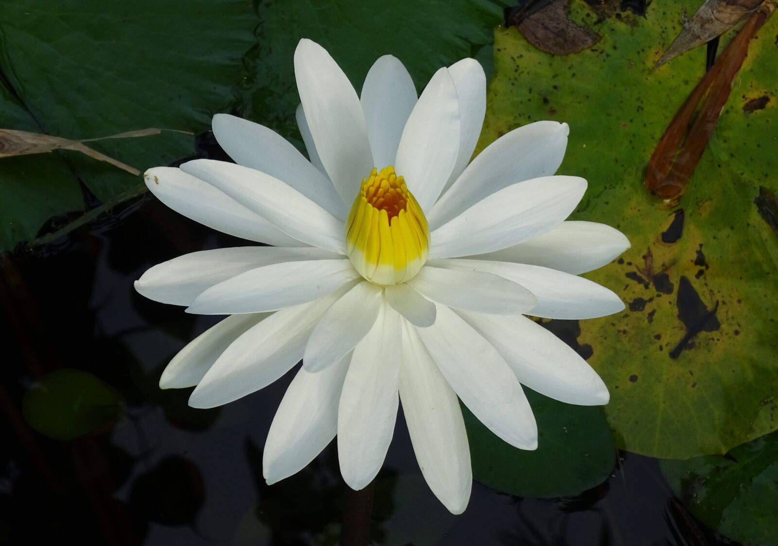 Sony Cyber-shot DSC-HX90V sample photo. Lily, water lily, white photography