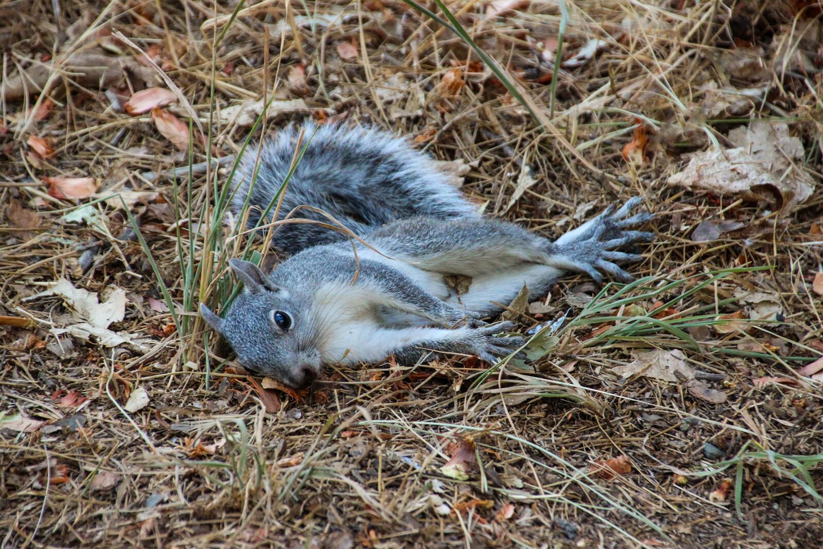 Canon EOS 600D (Rebel EOS T3i / EOS Kiss X5) sample photo. Squirrel, dying, helpless photography