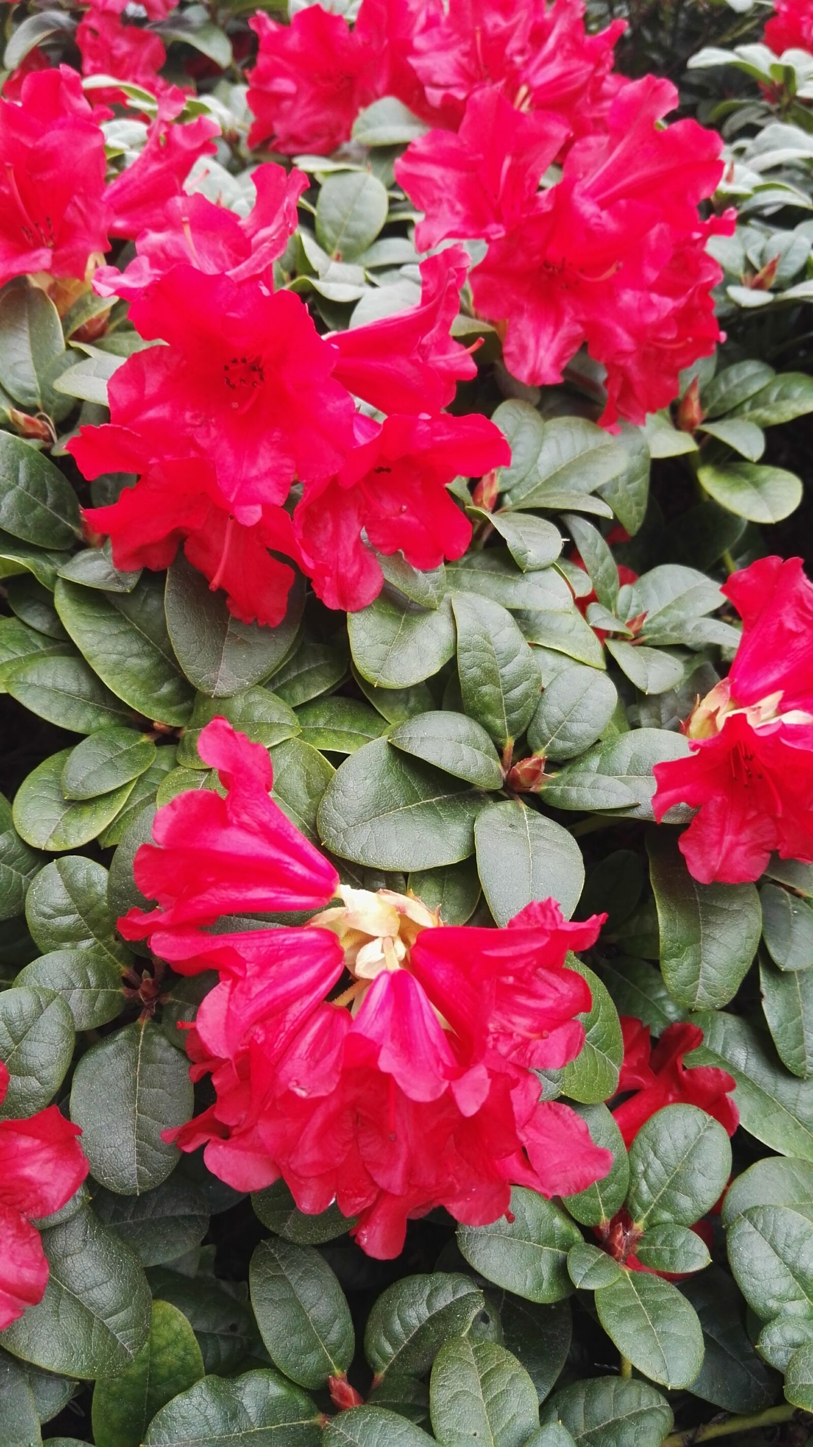 HUAWEI P8 sample photo. Green, red, spring photography