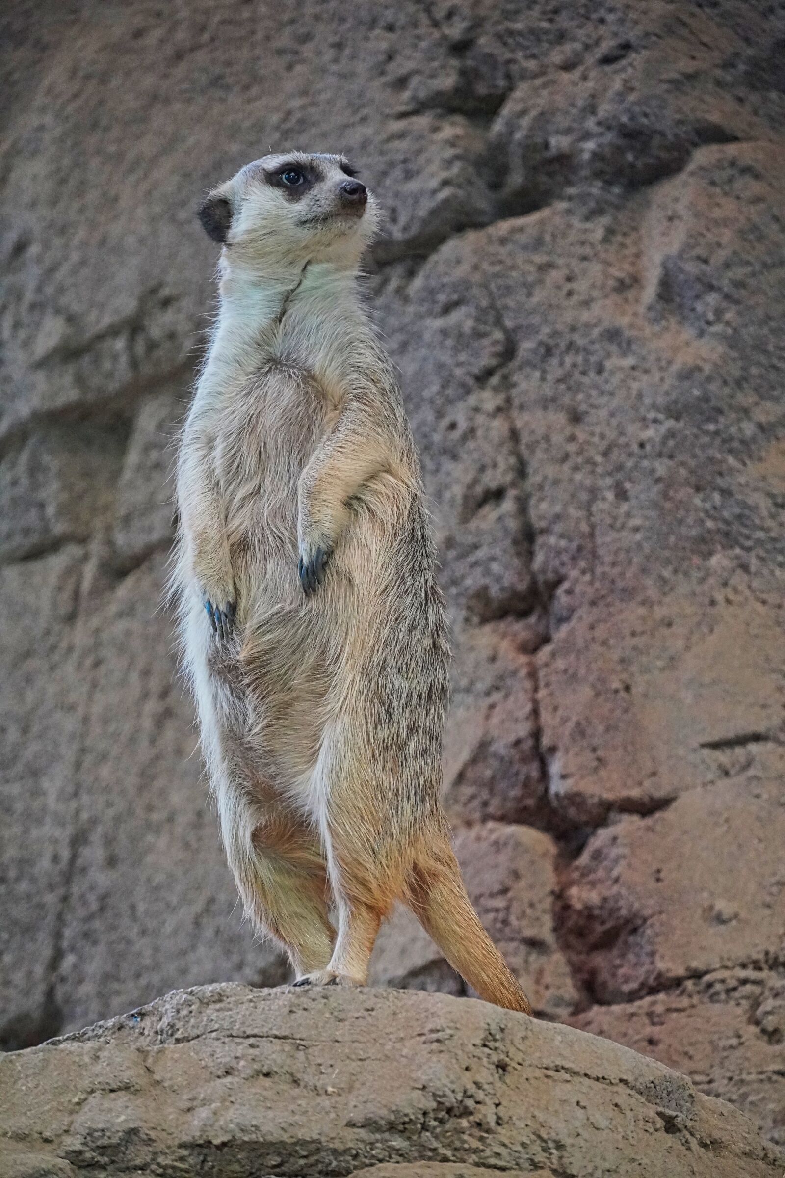 Sony a6400 sample photo. Meerkat, animal, animal world photography