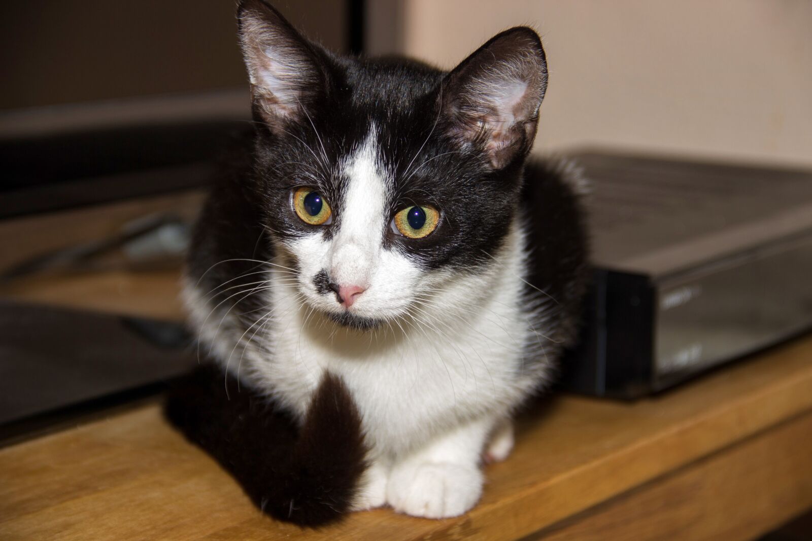 Canon EOS 600D (Rebel EOS T3i / EOS Kiss X5) sample photo. Cat, domestic cat, breed photography