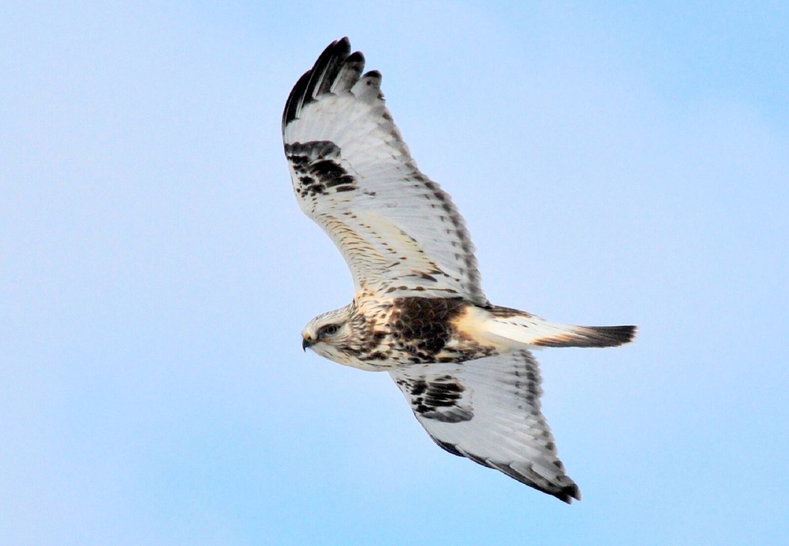 Nikon D300 sample photo. Rough legged hawk, soaring photography