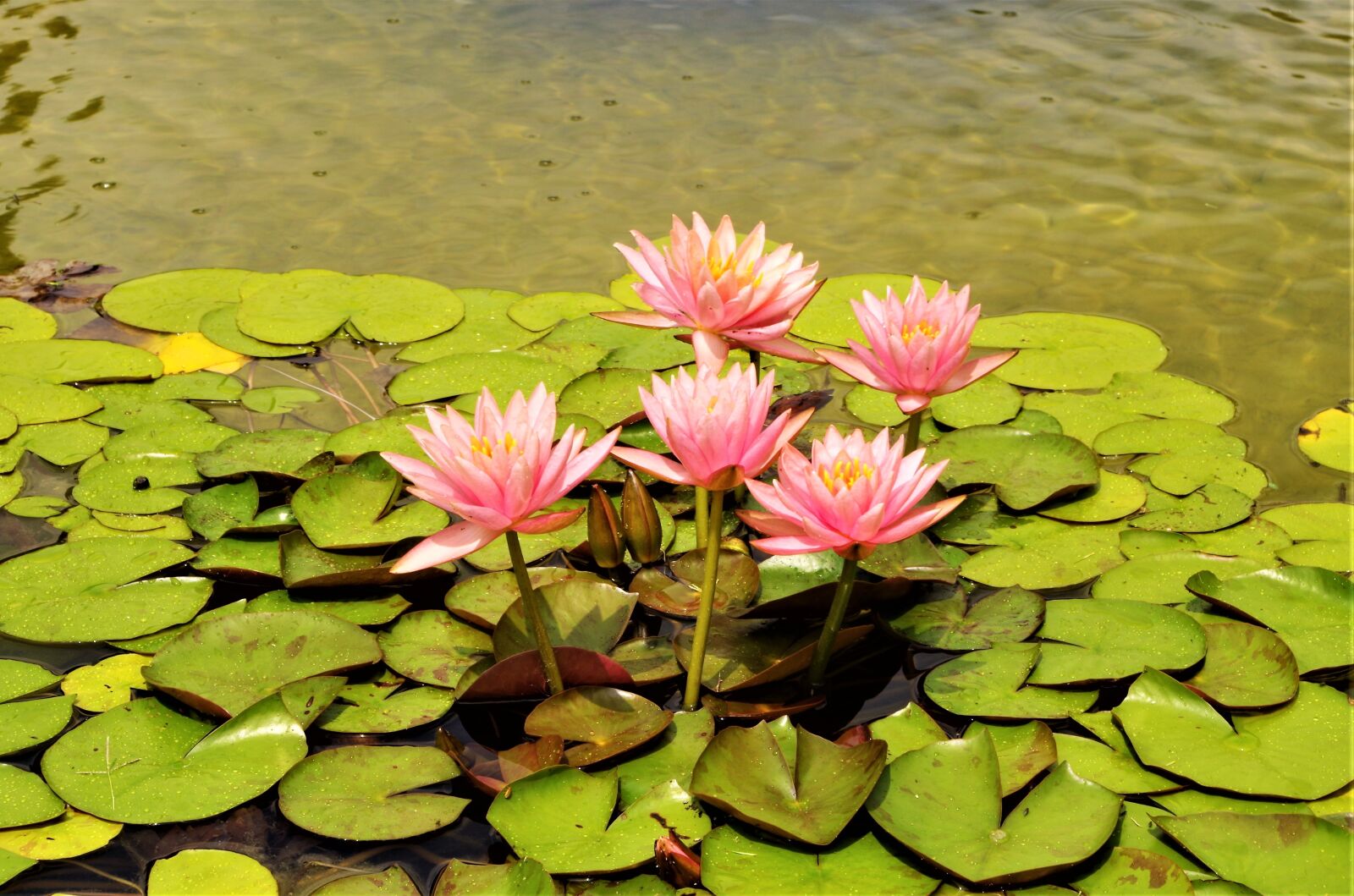 Pentax K-50 sample photo. Flowers, waterlilies, water flowers photography
